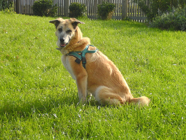 med_Lady 12 plus.JPG (600 x 450)